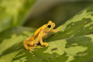 Zaba-бризки kihansi - яка її функція? Zaba-бризки kihansi - яка її функція?